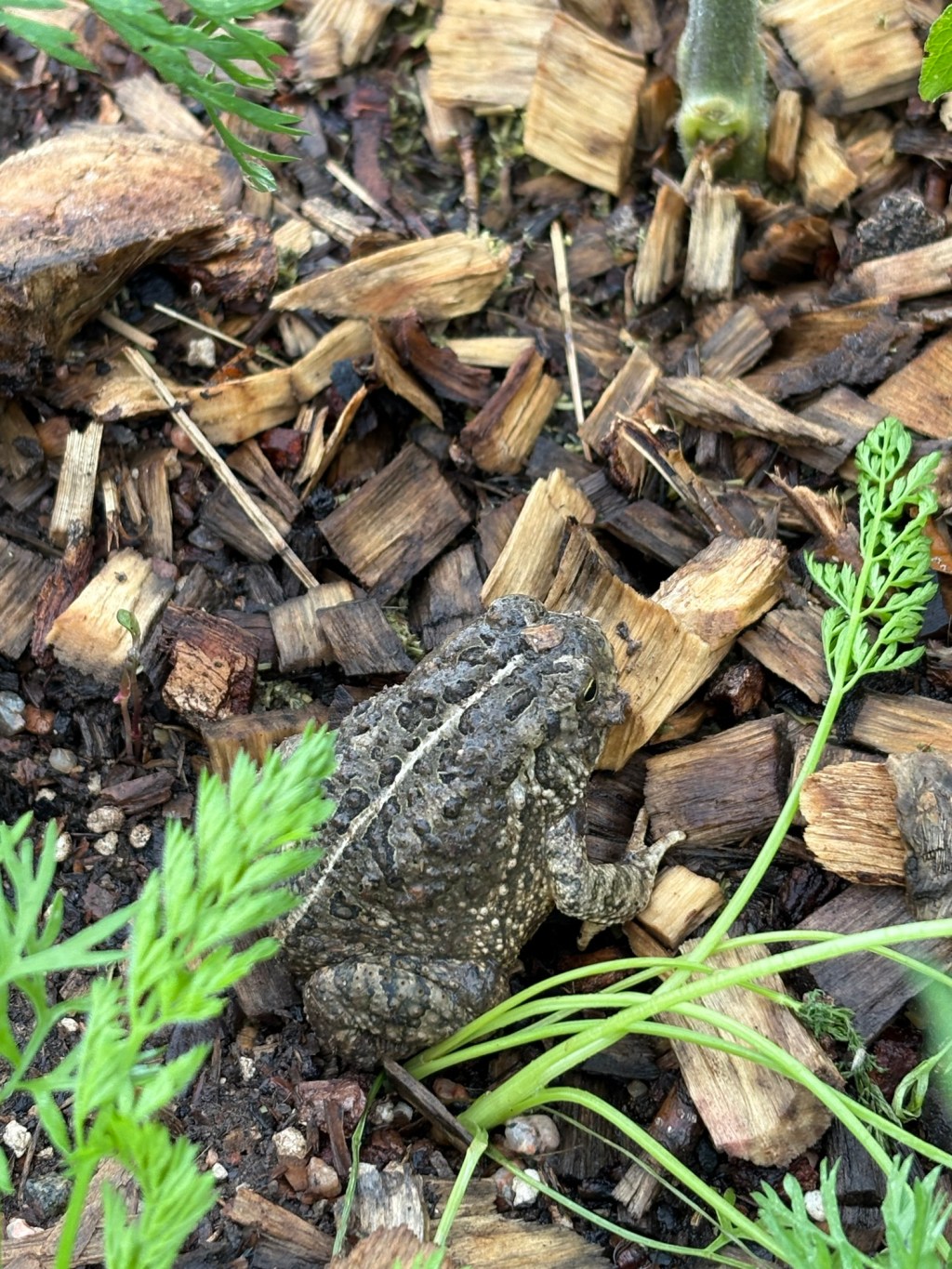 Vectors, Niches, and the Art of Placemaking