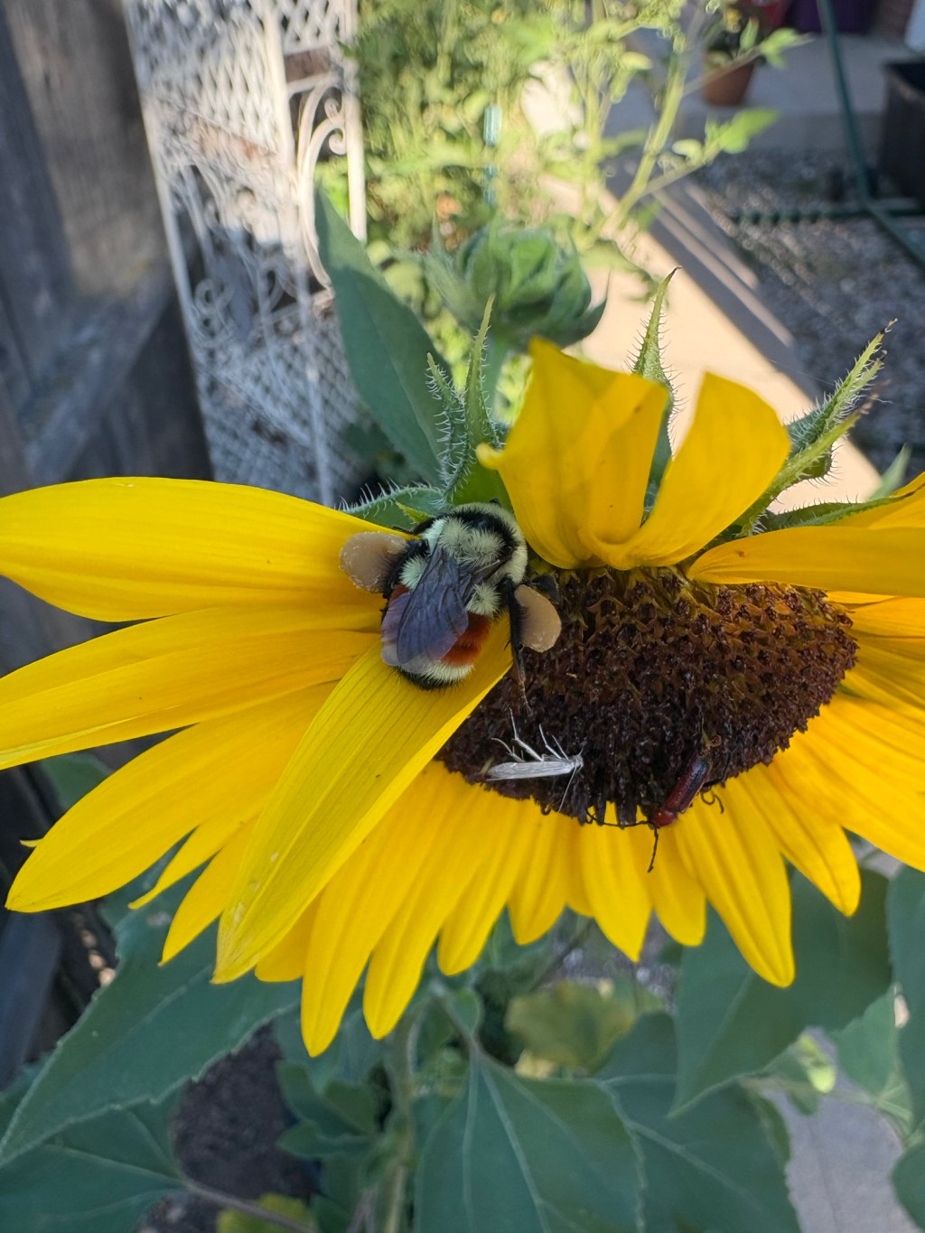 August in Our&nbsp;Garden